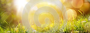 Art abstract spring background or summer background with fresh g