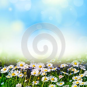 Art abstract spring background  with white daisies