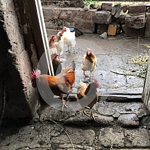 Art, art photo.Armenian village, chicken on the doorstep of the chicken coop. in Armenia. Positive environmental photo.