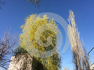 Art, art photo.Spring trees with the first leaves, lit by the sun, in Armenia. Positive environmental photo.