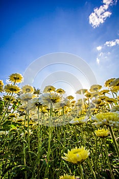 Art of Backlight yellow chrysanthemum in spring in the wind mot