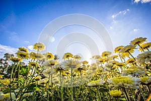 Art of Backlight yellow chrysanthemum in spring in the wind mot