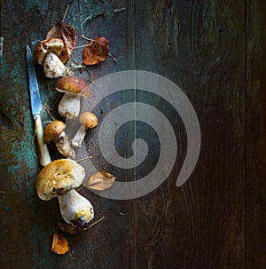 Art beautiful autumn cooking background; seasoning forest organic porcini Mushroom