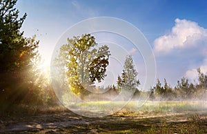 Art beautiful landscape with old forest bench and large oak tree