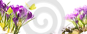 Art Beautiful Spring background with fresh spring flowers and fly butterfly against white background