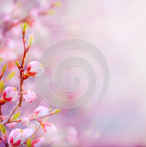 Art Beautiful spring blossoming tree on sky background