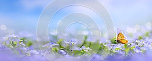 Art Beautiful spring nature background with blooming meadow and blue sky on a sunny day. Butterfly and delicate blue flowers