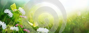 Art Beautiful spring nature background. Daisy flowers in green grass, a blooming wild field meadow and butterflies flying above it