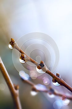 Art beautiful spring tree branch with rain drops