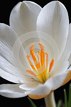 The Art of Bloom: An Intricate Display of a White and Yellow Flower.