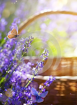 art blooming flowers near the rural house in Provence summer countryside background