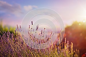 Art Blooming lavender in a field at sunset