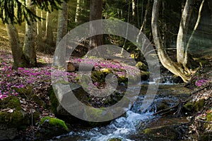 Blooming spring forest; Mountain stream and spring flowers