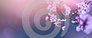 Art blurred nature Spring blossom background. Nature scene with blooming tree Spring flowers. Beautiful orchard