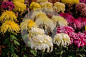 Art of chrysanthemum gardener, Kyoto Japan