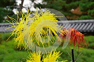 Art of chrysanthemum, Saga Kiku flowers, Kyoto Japan
