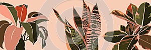 Art collage houseplant leaves in a minimal style. Silhouette of sansevieria, Spathiphyllum and ficus plants. Vector photo