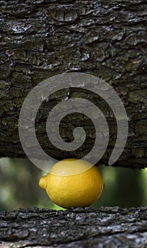 Art composition with lemon under tree