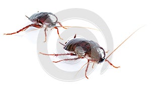 Art couple Cockroach bug on white
