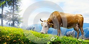 Art cow grazing in a mountain meadow; ecological livestock