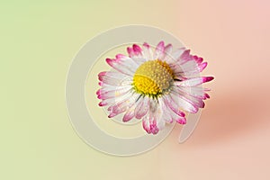 Art daisies summer flower