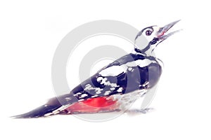 Art drawing watercolor bird woodpecker