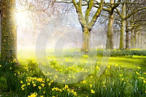 Art Easter landscape; spring flowers in the park;