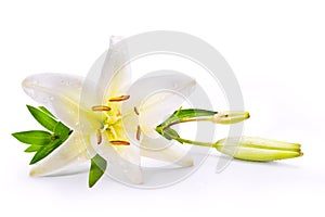 Art easter lily flower isolated on white background