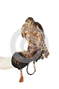The art of falconry photo