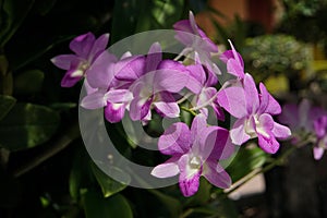 Dendrobium orchid, Violet Orchid Purple Orchids, tropical flowers,