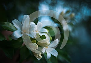 Orange jasmine. Murraya paniculata, Chalcas exotica, Murraya exotica, white flowers. photo