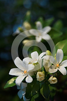 Orange jasmine. Murraya paniculata, Chalcas exotica, Murraya exotica, white flowers. photo