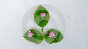 Art Of Green Leaf With Small Jangle Flower's, White Background photo