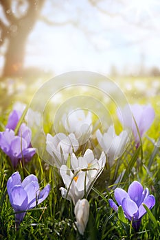 Art Happy Easter day; Spring flowers on sunny field