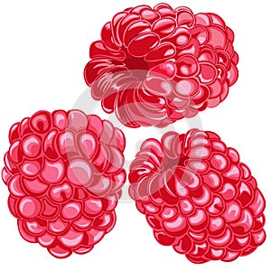 Vector  clipart  raspberry .Art & Illustration.