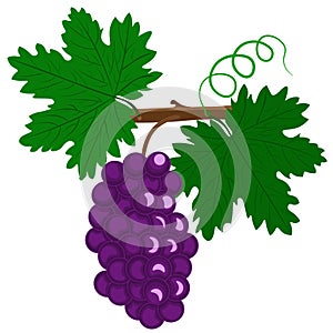 Branch with grapes and leaves, isolated on white background.