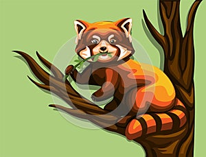 Chinese red panda eating leaves in tree. exotic animal illustration cartoon vector