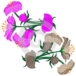 Set flowers isolated on white background, pink and grey flowers, vector, clipart.