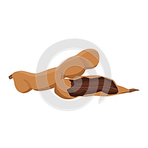 Flat vector of Tamarind isolated on white