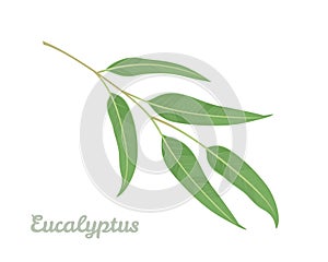 Eucalyptus branch isolated on white background. Vector illustration of green leaf