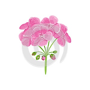 Geranium isolated on white. Pink garden flower. Vector illustration