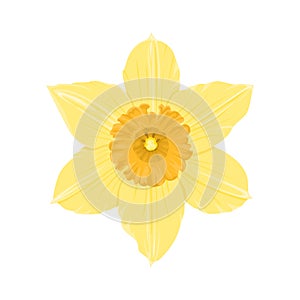 Yellow daffodil isolated on white. Flower icon.