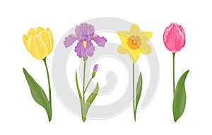 Spring flowers set. Blooming yellow and pink tulip, purple iris and narcissus with stems and green leaves isolated