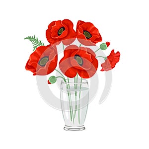 Red poppies in a transparent glass vase isolated on a white background. Vector illustration of poppy flowers