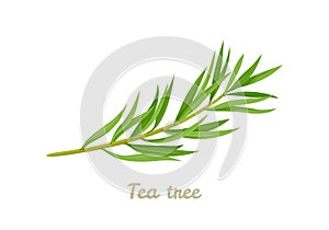 Tea tree. Melaleuca alternifolia branch isolated on white photo