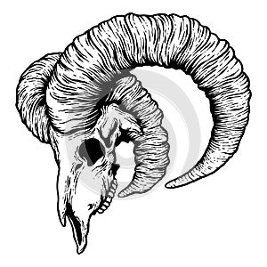 Vector Horror Goat Ram Skull Head with Horns