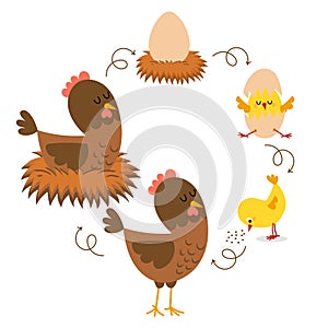 Chicken life cycle. Hatching and growing process of chicken.