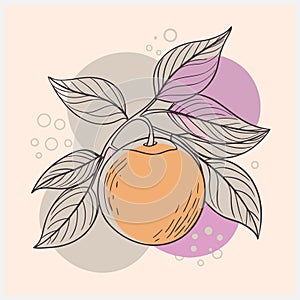 OROBLANCO FRUIT VECTOR ILLUSTRATION â Vibrant, Detailed, Fresh Citrus Artwork