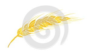 One wheat ear isolated on white background.