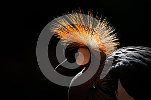 Art image of bird. Grey crowned crane, Balearica regulorum, with dark background. Bird head with gold crest in beautiful evening s